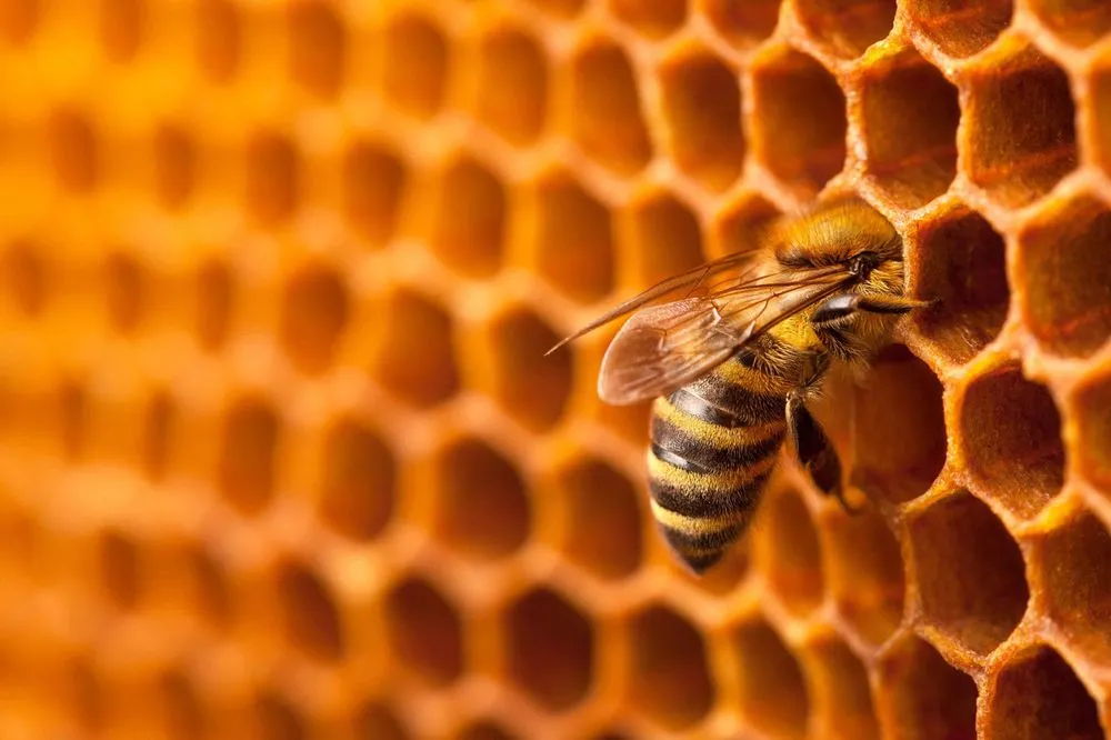 abeille à l'échelle