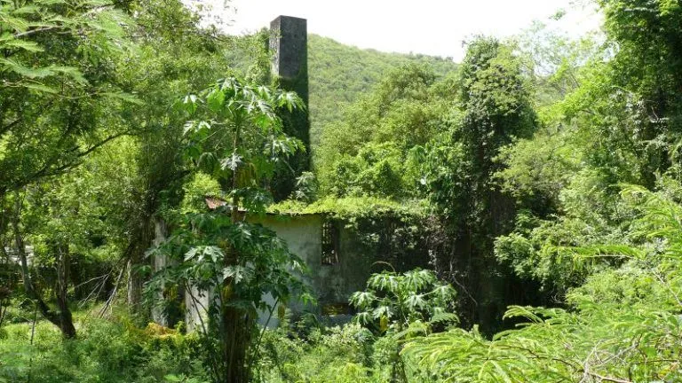 vegetation bellefontaine martinique