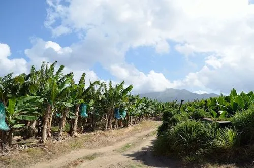plantation de bananes martinique