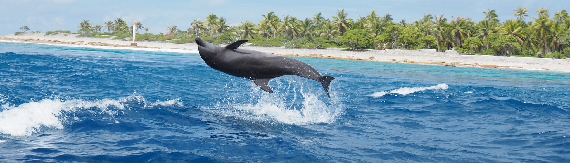 Excursion bateau martinique Le François (97240)