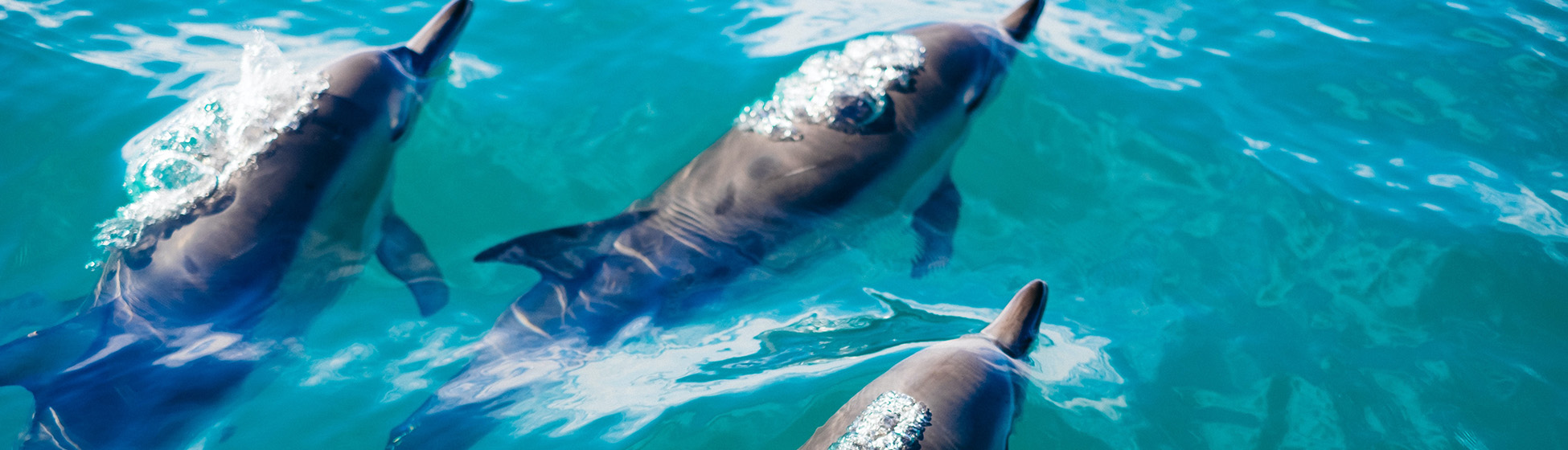 Excursion en mer martinique