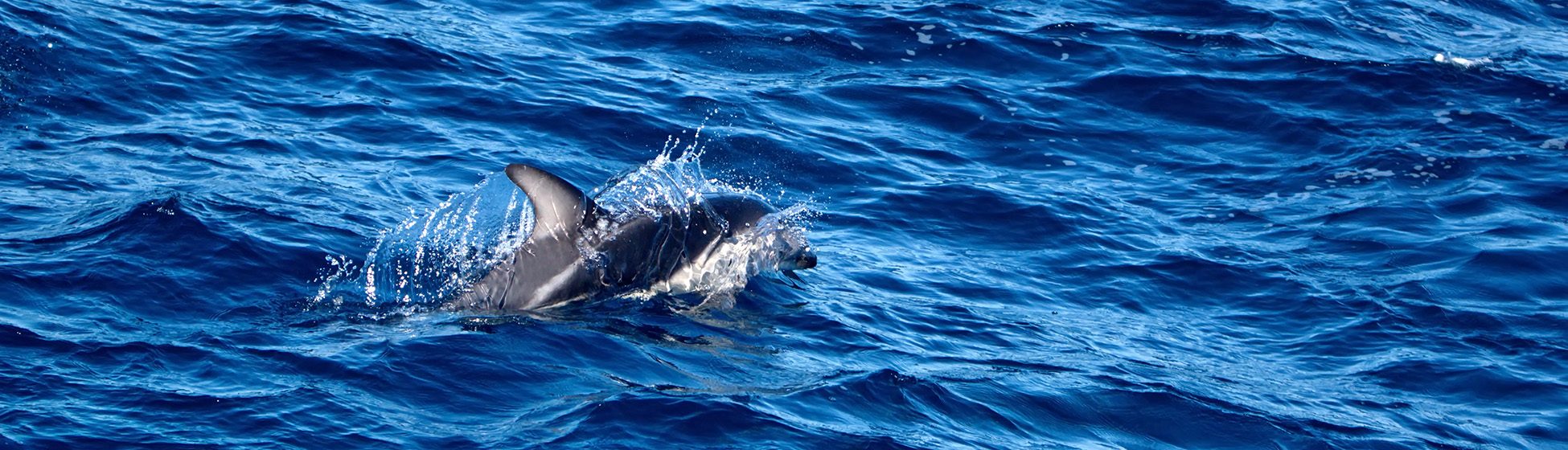 Location bateau martinique