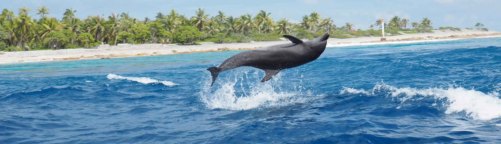 Sortie catamaran martinique