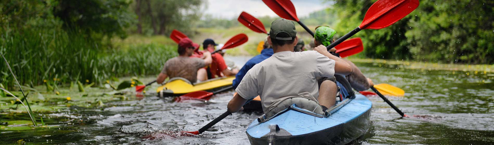 Kayak mangrove martinique