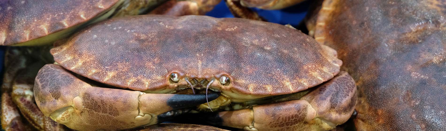 Peche crabe martinique