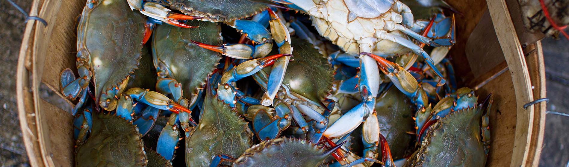 Peche langouste martinique