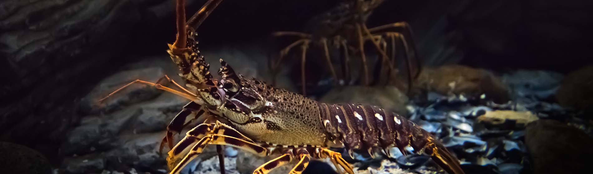 Peche langouste martinique