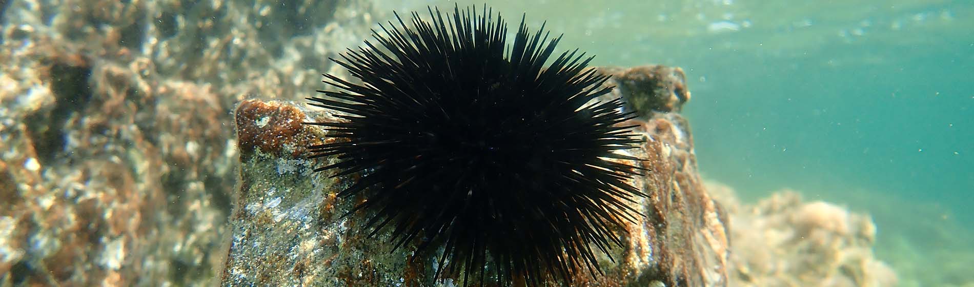 Peche sous marine martinique Les Trois-Îlets (97229)