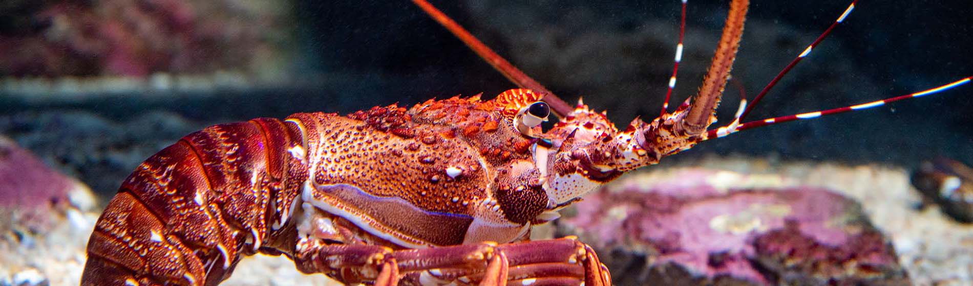 Peche sous marine martinique