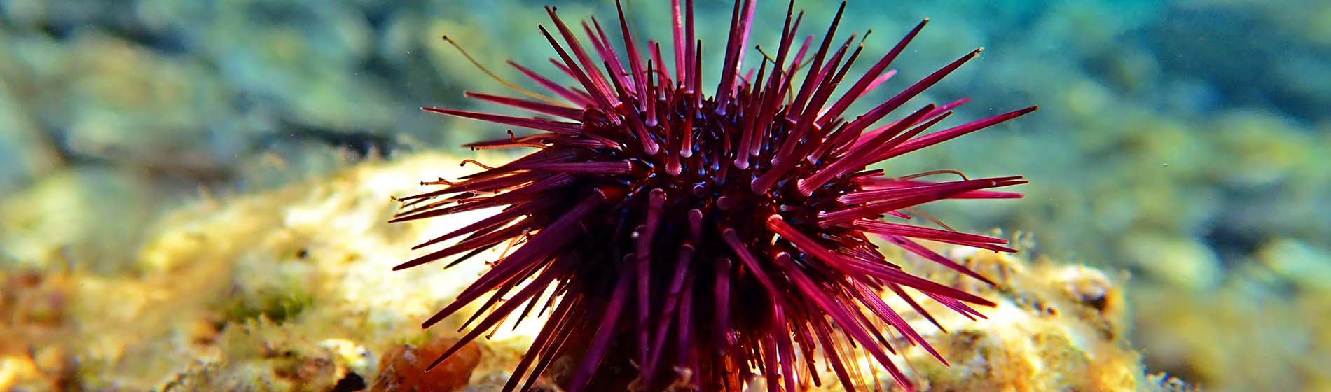 Peche sous marine martinique