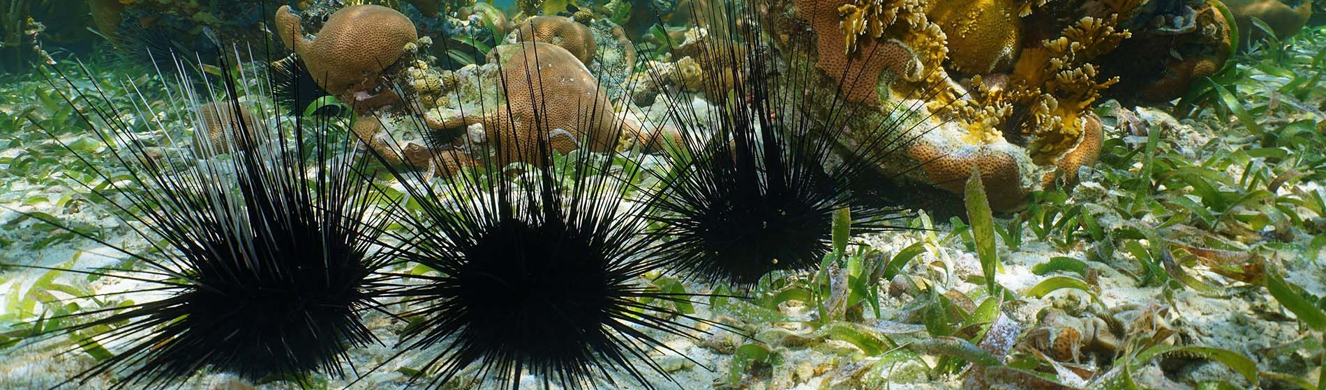 Peche sous marine martinique Le Prêcheur (97250)