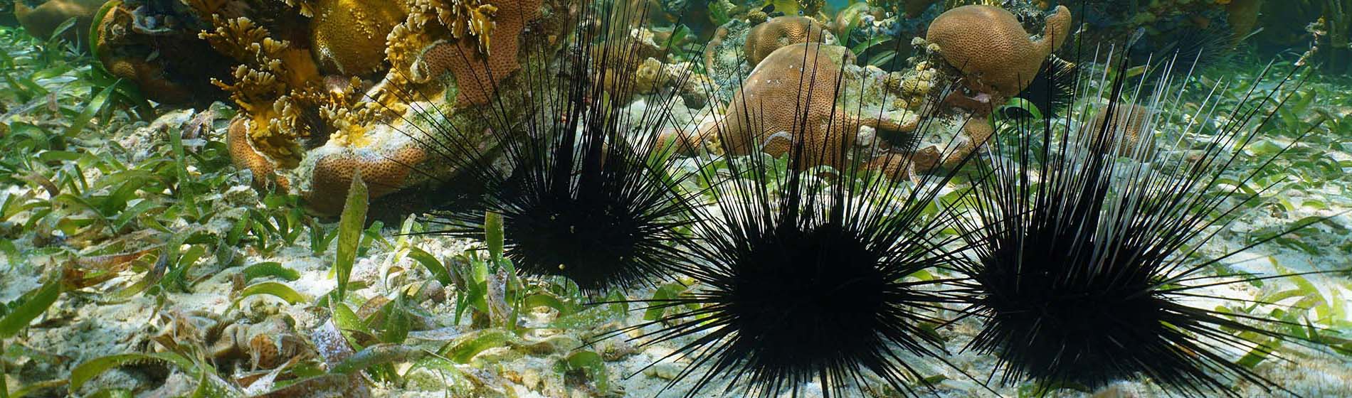 Peche sous marine martinique