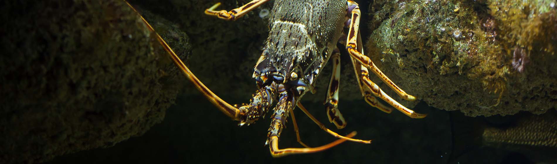 Peche calamar martinique