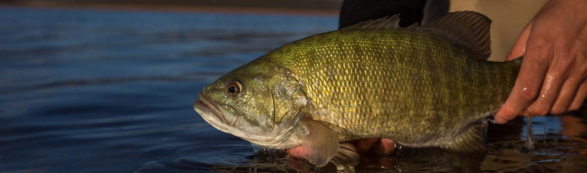 Peche sportive martinique