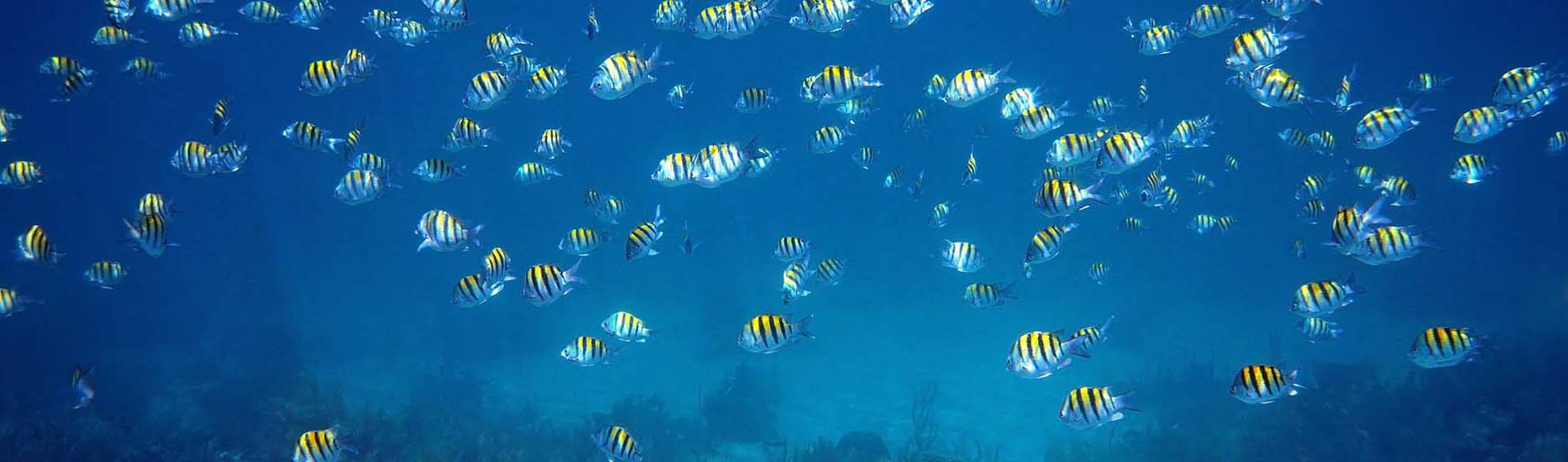 Peche sportive martinique La Trinité (97220)