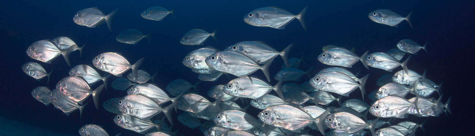 Pêche martinique du bord