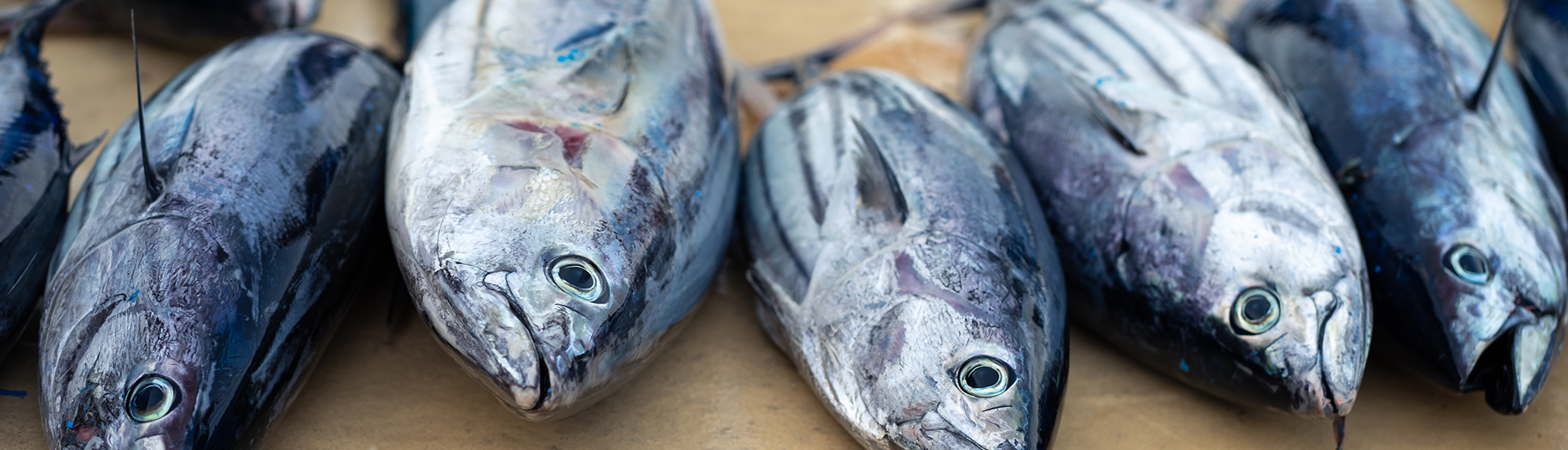 Pêche à la senne martinique