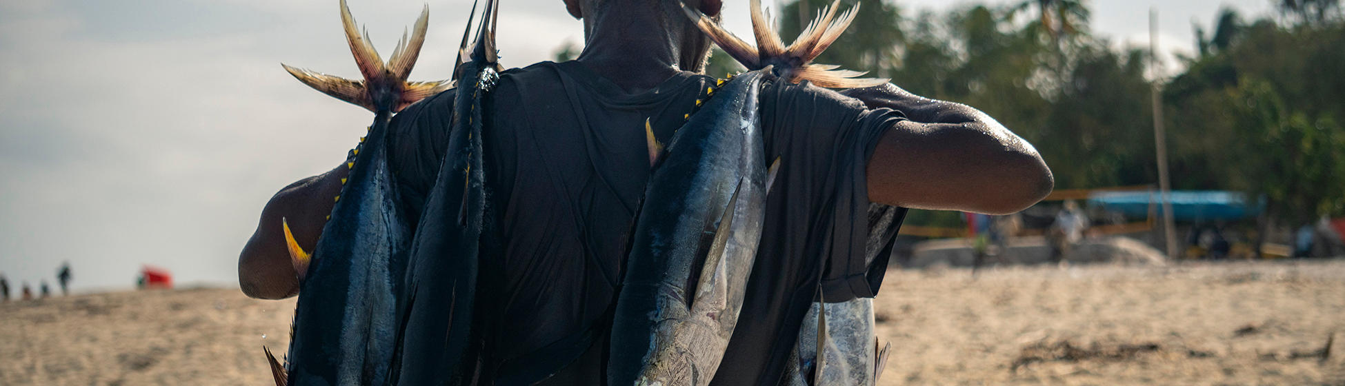 Pêche à la senne martinique