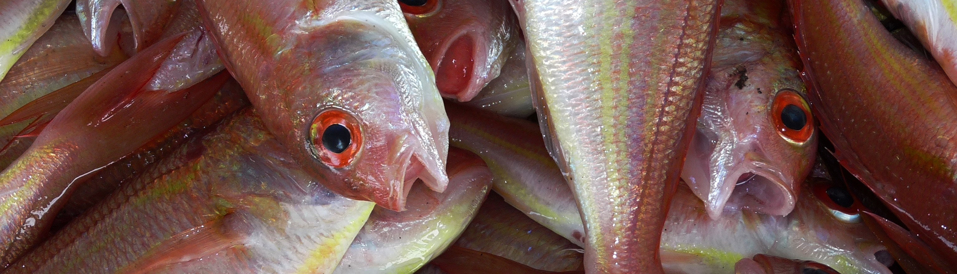 Peche du bord martinique