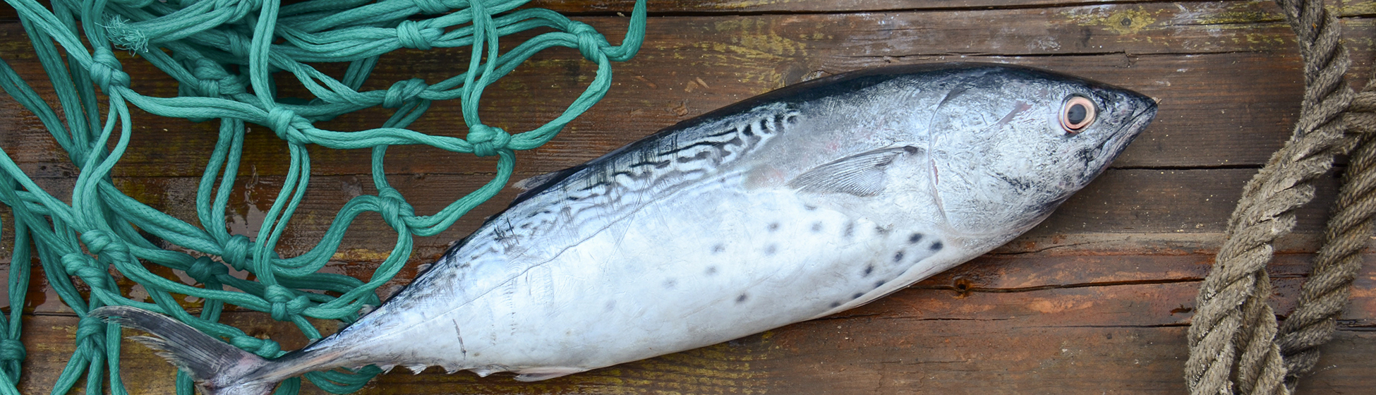 Peche du bord martinique