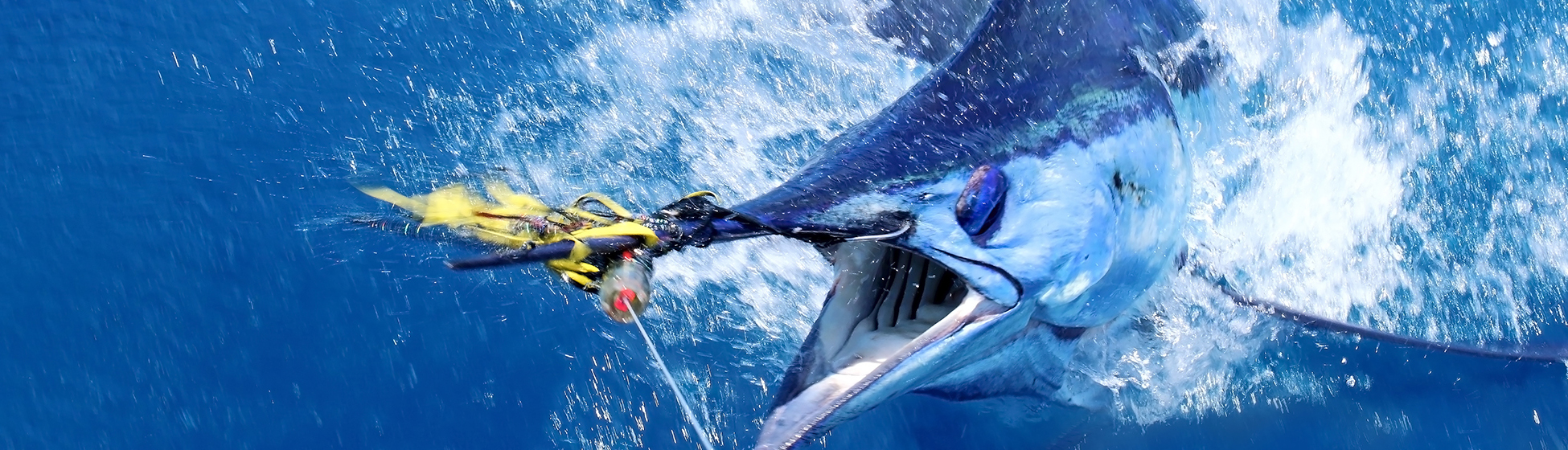 Poisson peche en martinique Le Marin (97290)