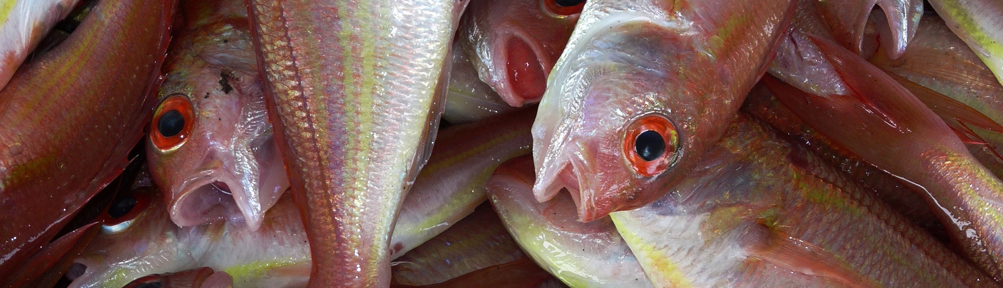 Pêche martinique du bord