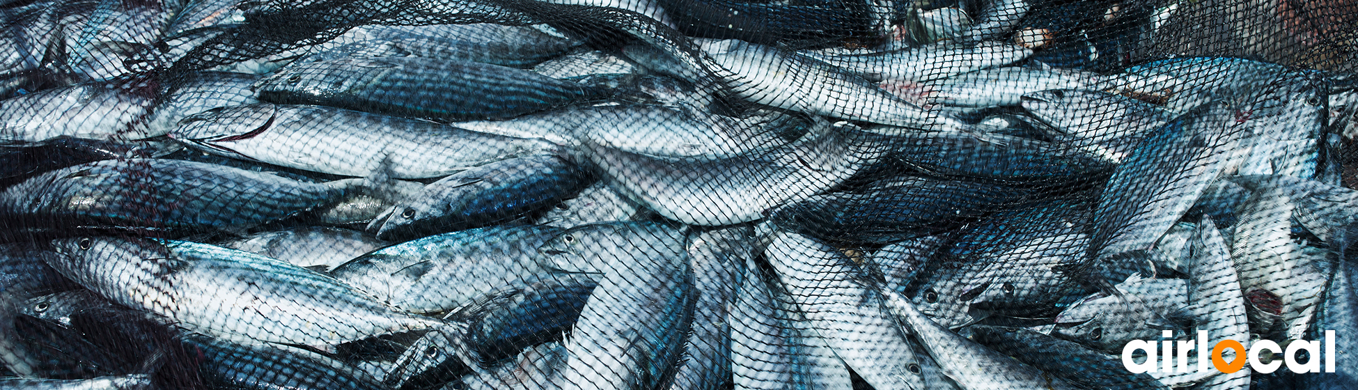 Poisson martinique pêche