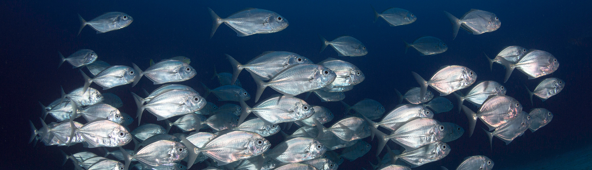 Peche marlin martinique