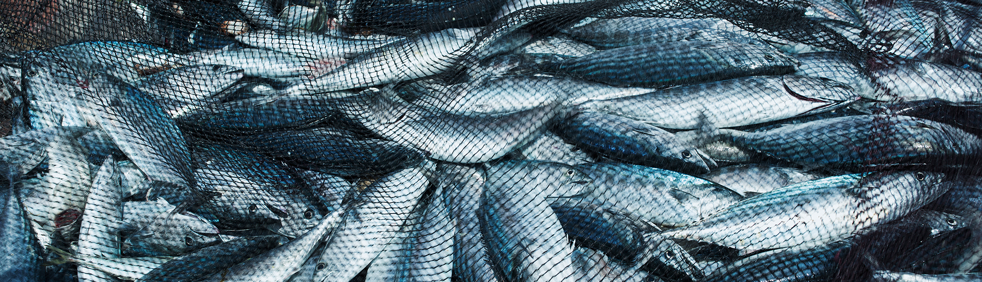 Pêche à la senne martinique