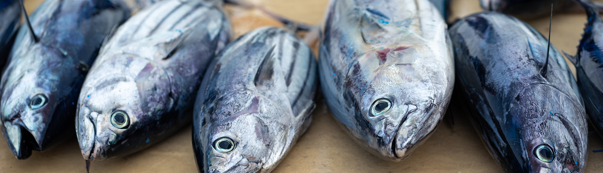 Poisson martinique pêche