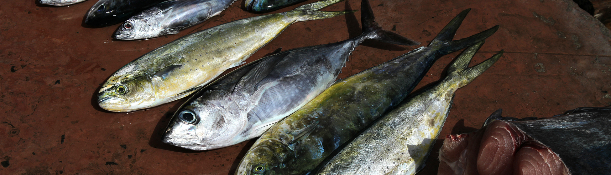 Coin peche martinique