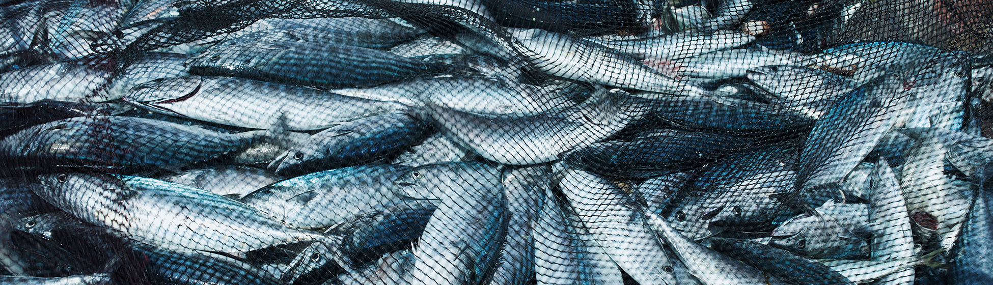 Poisson martinique pêche