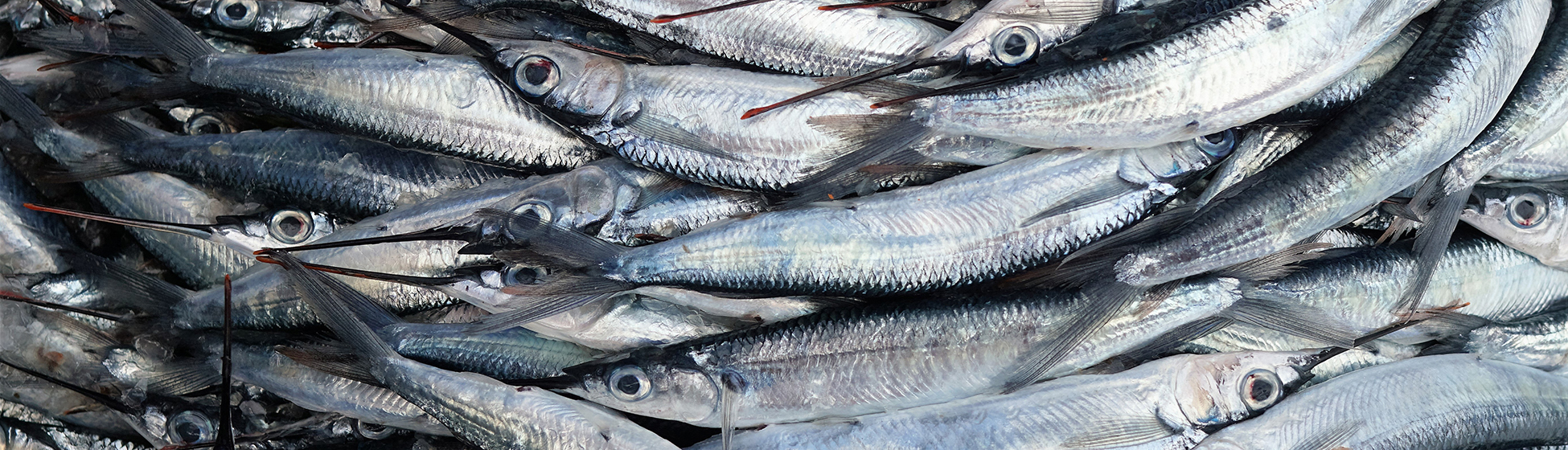 Poisson peche en martinique