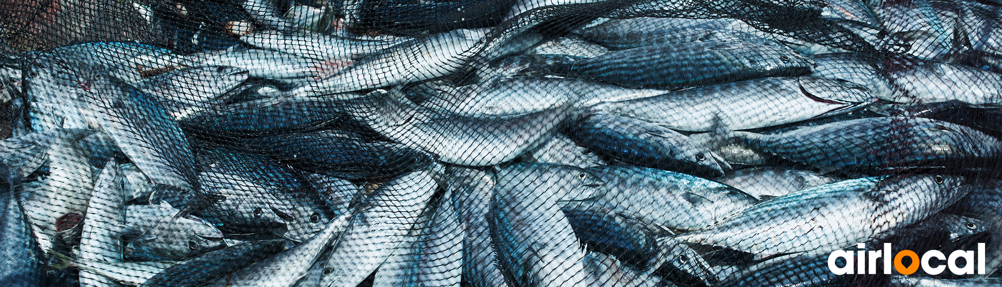 Pêche à la senne martinique