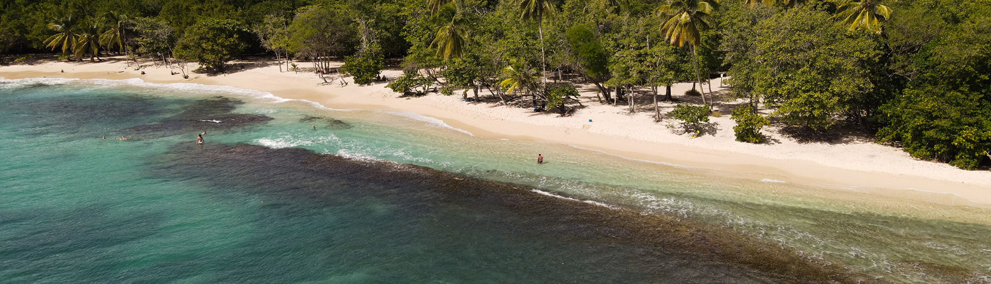 Plage tortue martinique