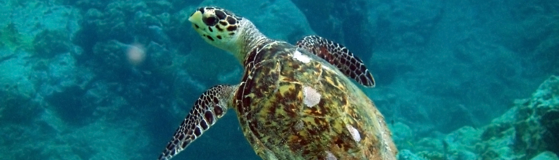 Meilleures plages martinique