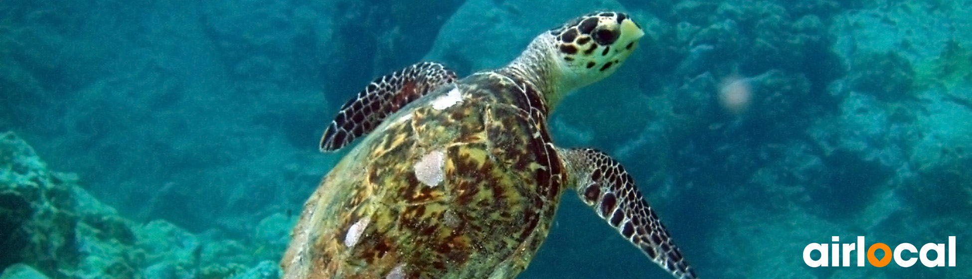 Plage tortue martinique