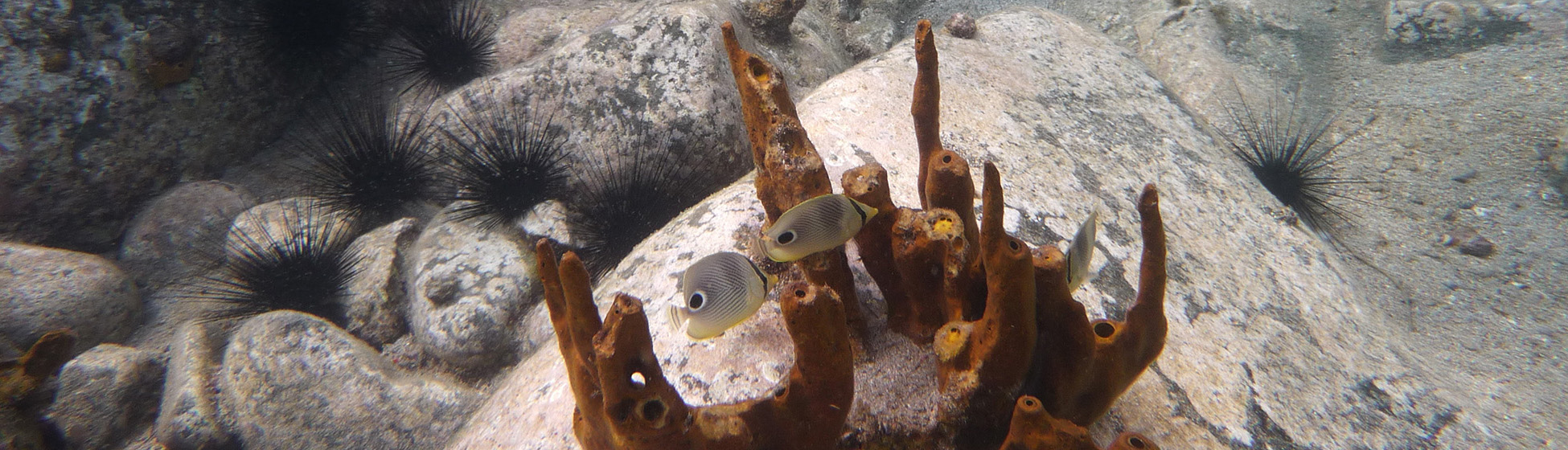 Plongée sous marine martinique tarif