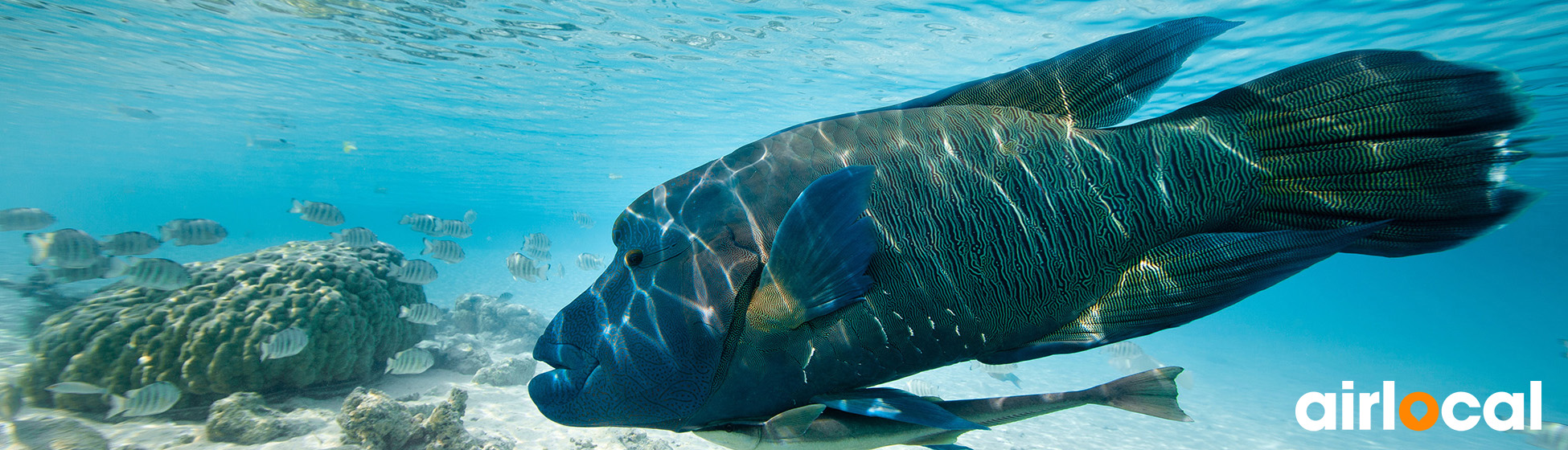 Plongée sous marine martinique