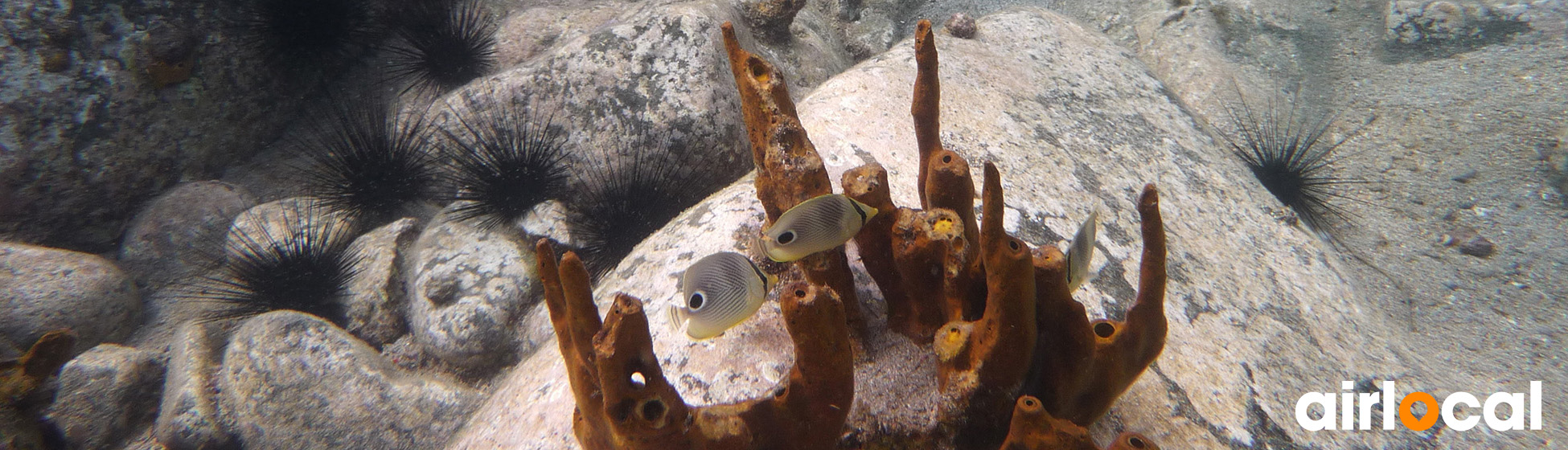 Plongée sous marine martinique