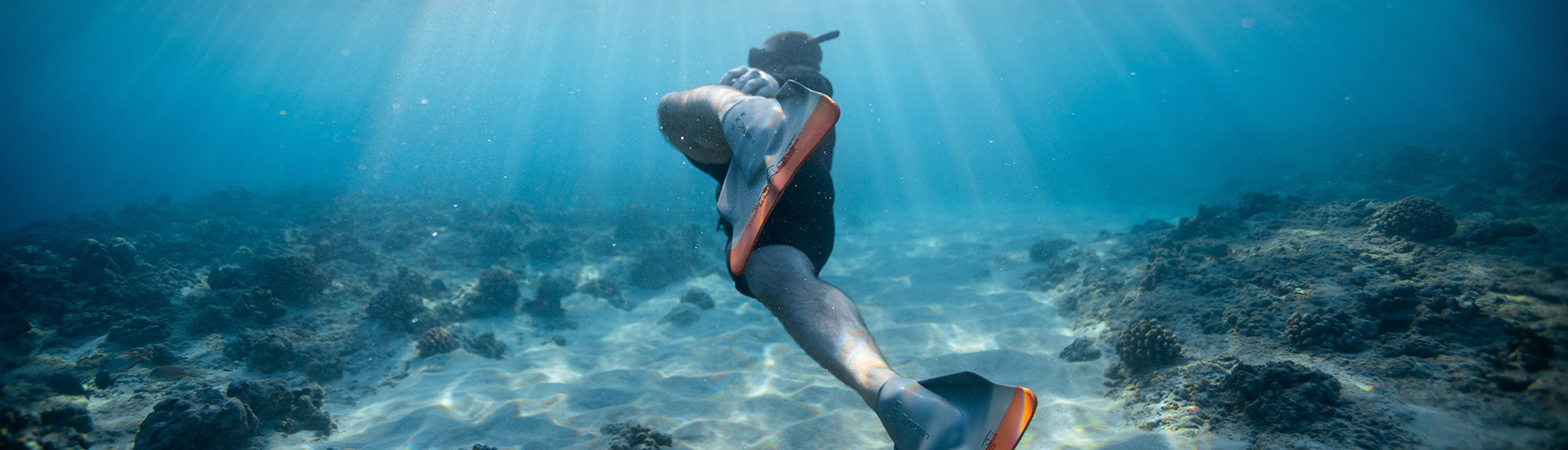 Plongée tortue martinique