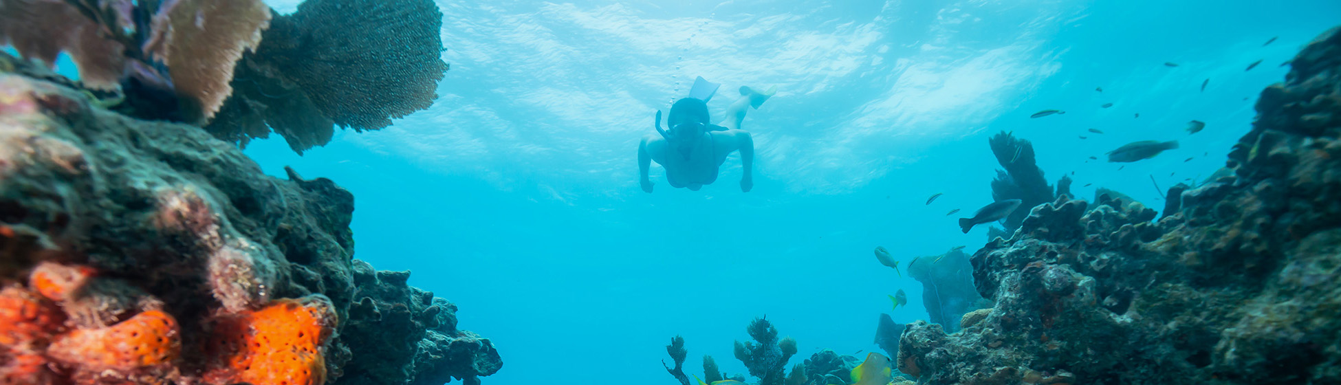 Voyage plongée martinique