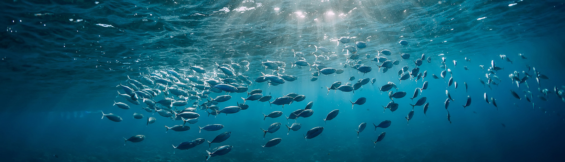 Plongée sous marine martinique tarif