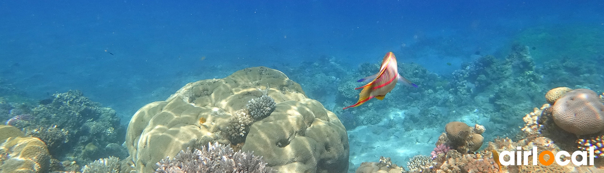 Les plus beaux sites de plongée en martinique