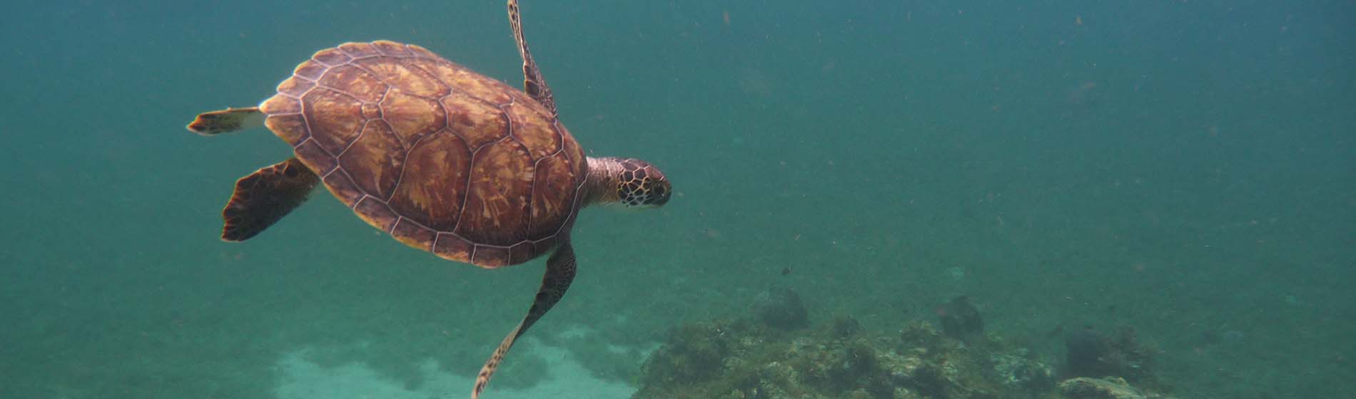 Spot snorkeling martinique