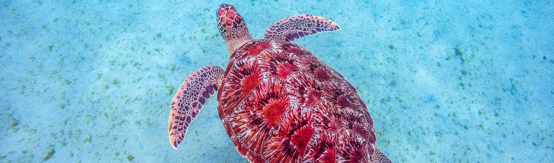 Spot snorkeling martinique