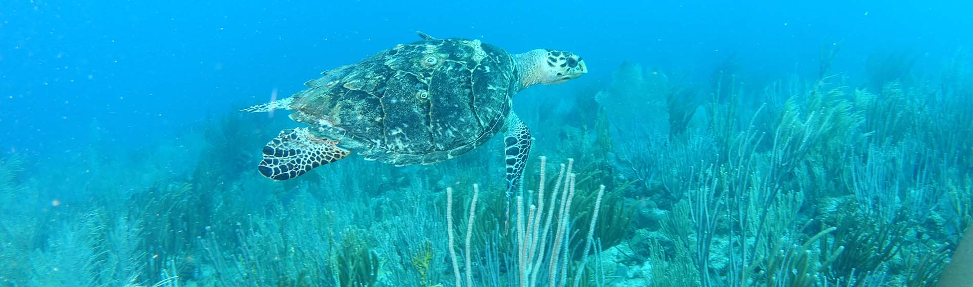 Spot snorkeling martinique