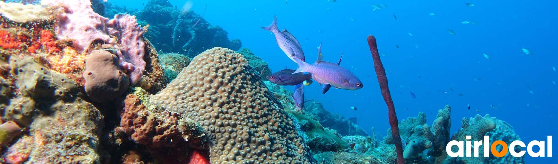 Spot snorkeling martinique Grand'Rivière (97218)