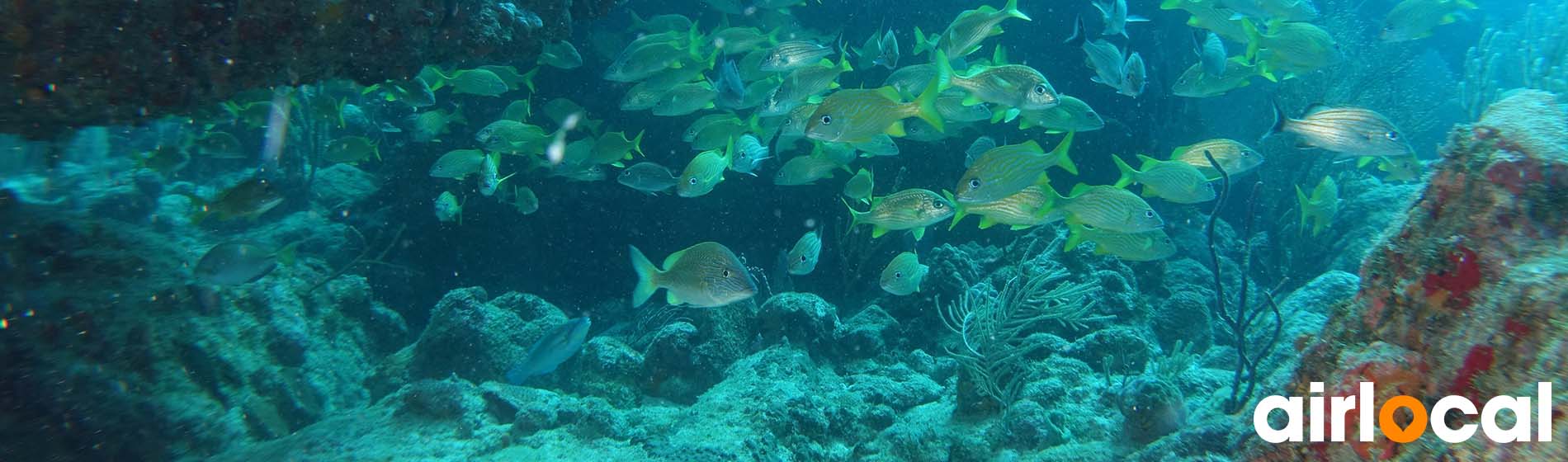 Spot snorkeling martinique