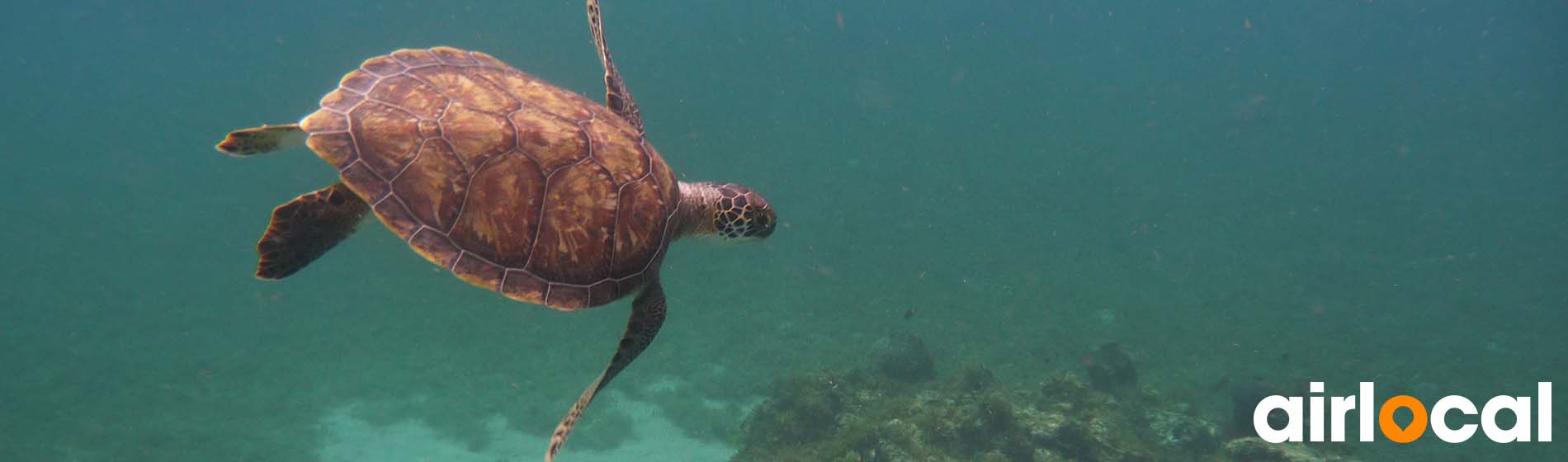 Spot snorkeling martinique Le François (97240)